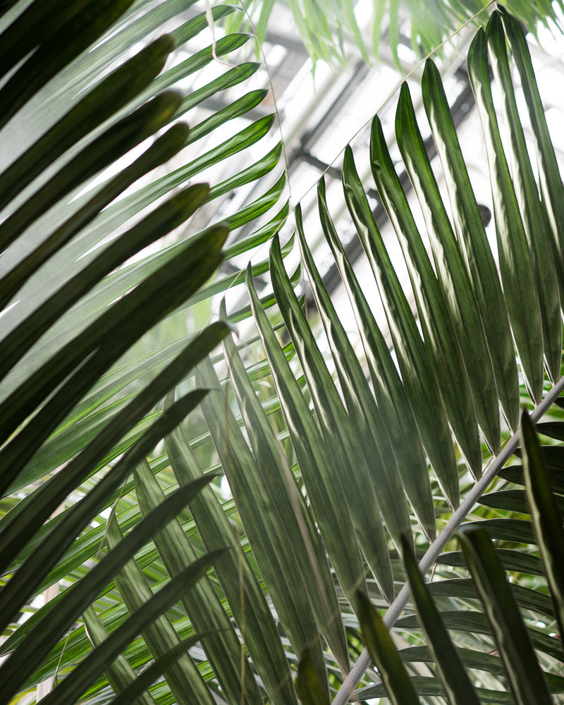 Tropical Palms 07