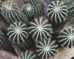 Cactus Composition 03