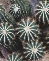 Cactus Composition 03