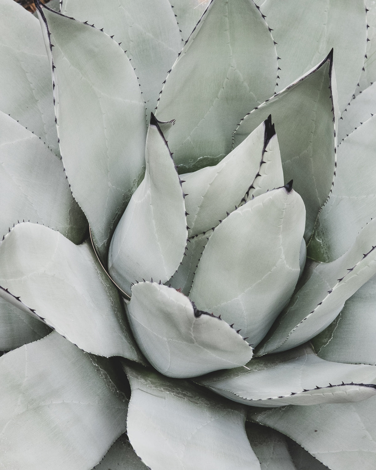 succulent composition Succulent Composition 07