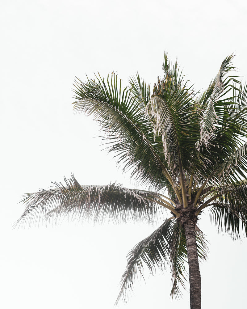 Tropical Palms 03