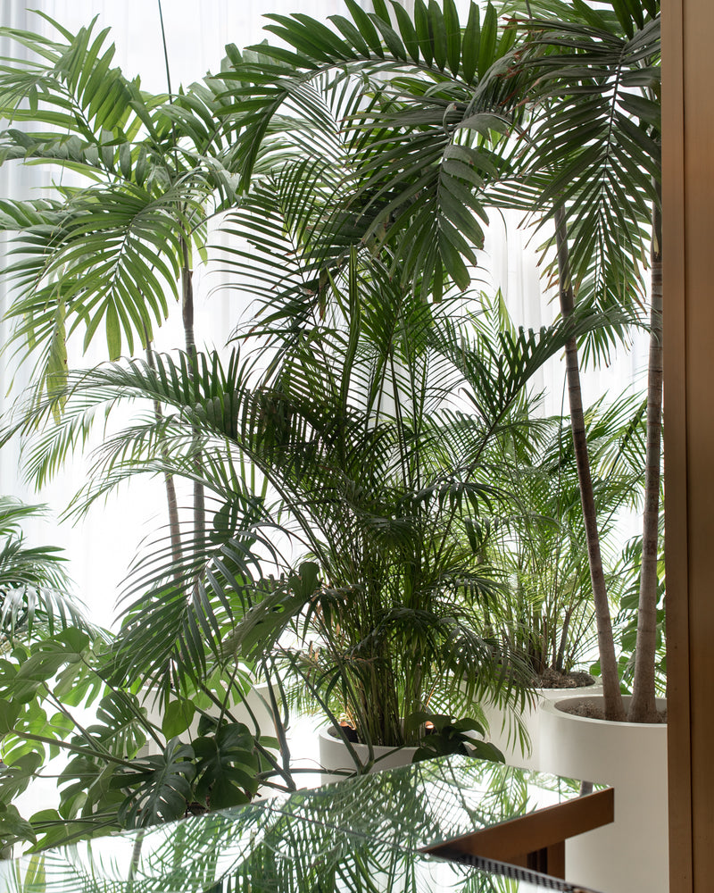 Tropical Palms 06