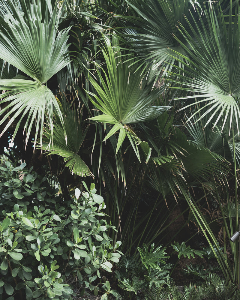 Tropical Palms 05