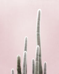 Cactus & Blush 03