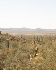 AZ Desert 01