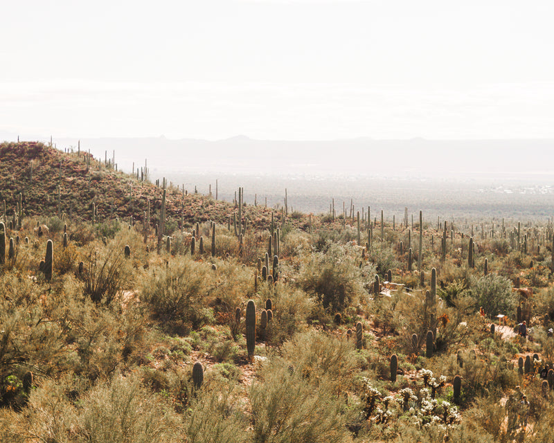 AZ Desert 02