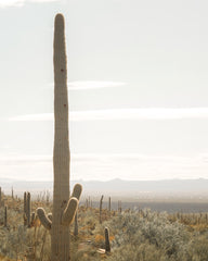 AZ Desert 03