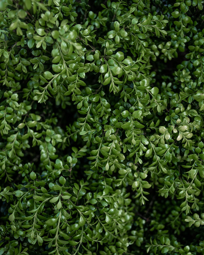 Garden Greenery 01