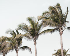 Tropical Palms 04