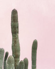 Cactus & Blush 02